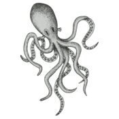 Octopi 5