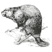 Animals   Beaver