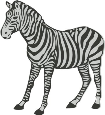 Animals   Zebra 2