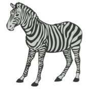 Animals   Zebra 2