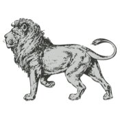 Animals   Lion 2