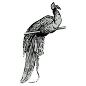 Bird   Peacock