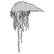 Sealife   jellyfish
