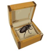 beetle in a box  2 