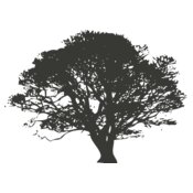 Tree 81
