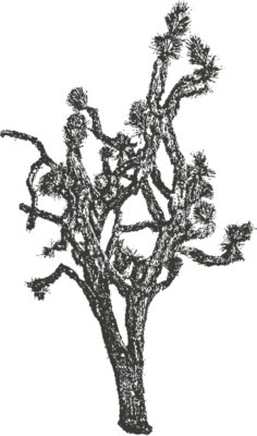 Joshua Tree 10