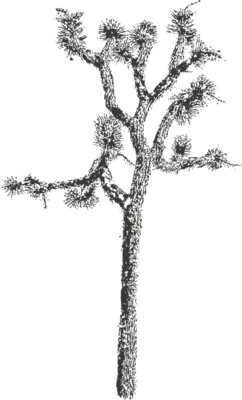 Joshua Tree 7