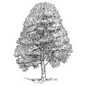 Tree 78