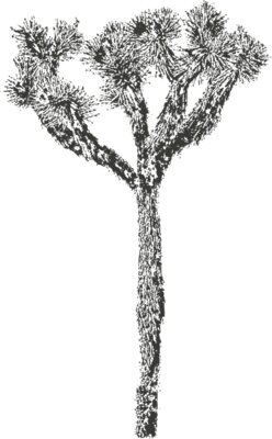 Joshua Tree 6