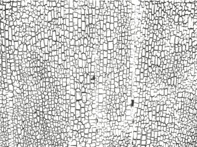 Texture Patterns Crackle 19