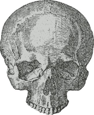 Medical Skull 1