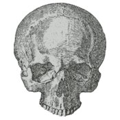 Medical Skull 1