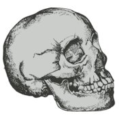 Skull 6