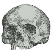 Medical Skull 3