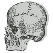 Medical Skull 4