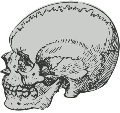 Medical Skull 5