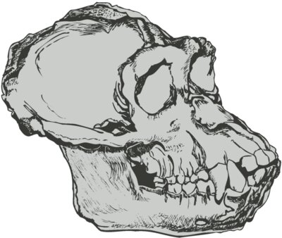 Skull 50