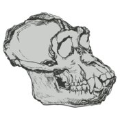 Skull 50