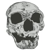 Skull 3
