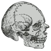 Medical Skull 6