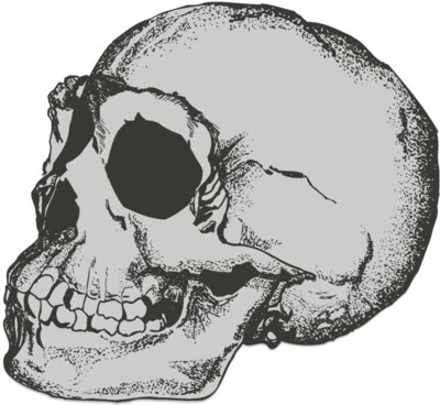 skull 4