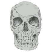 Skulls Hand Drawn 1
