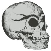 Skull 7