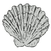 Sealife   sea shell 1