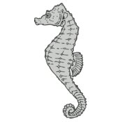Sealife   seahorse