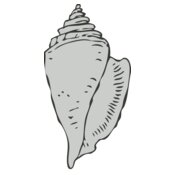 Sealife   sea shell 2