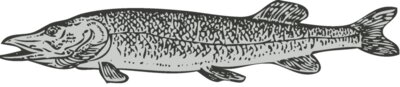 Sealife   fish