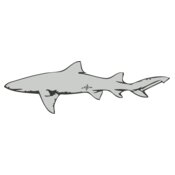 Sealife   shark