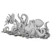 Octopi 1