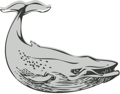 Sealife   whale