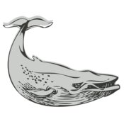 Sealife   whale