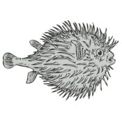 Sealife   blowfish