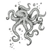 Octopi 8