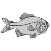 Sealife   fish 4
