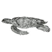 Sealife   sea turtle