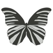 Girly Realistic Butterflies 6