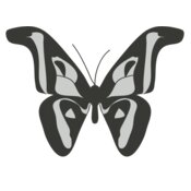 Girly Realistic Butterflies 8