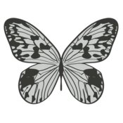 Girly Realistic Butterflies 11