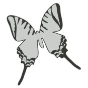 Girly Realistic Butterflies 5
