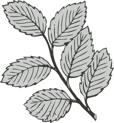 Leaves 11