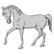Animals   Horse