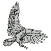 Bird   Eagle