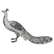 Bird   peacock 2