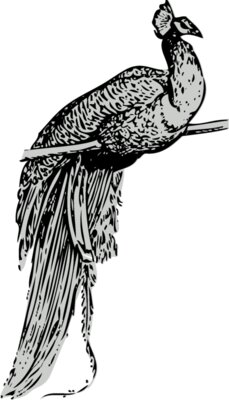 Bird   Peacock