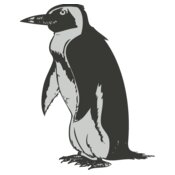 Bird   penguin 2