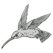 Bird   Hummingbird